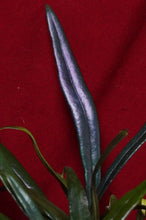 Load image into Gallery viewer, Microsorum Thailandicum Blue Oil Fern