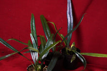 Load image into Gallery viewer, Microsorum Thailandicum Blue Oil Fern