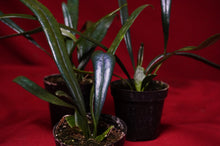 Load image into Gallery viewer, Microsorum Thailandicum Blue Oil Fern