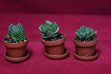 Load image into Gallery viewer, Crassula 'Buddha's Temple'