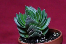 Load image into Gallery viewer, Crassula 'Buddha's Temple'