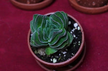 Load image into Gallery viewer, Crassula 'Buddha's Temple'