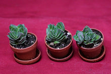 Load image into Gallery viewer, Crassula 'Buddha's Temple'