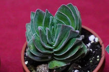 Load image into Gallery viewer, Crassula 'Buddha's Temple'