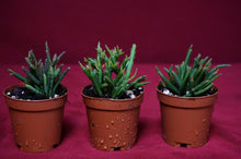 Load image into Gallery viewer, Rhipsalis Burchellii