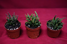 Load image into Gallery viewer, Rhipsalis Burchellii