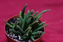 Load image into Gallery viewer, Rhipsalis Burchellii