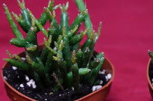 Load image into Gallery viewer, Rhipsalis Burchellii