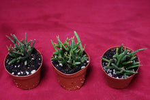 Load image into Gallery viewer, Rhipsalis Burchellii