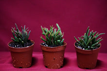 Load image into Gallery viewer, Rhipsalis Burchellii