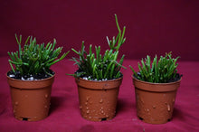 Load image into Gallery viewer, Rhipsalis Baccifera Cashero