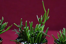 Load image into Gallery viewer, Rhipsalis Baccifera Cashero