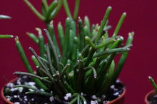 Load image into Gallery viewer, Rhipsalis Baccifera Cashero
