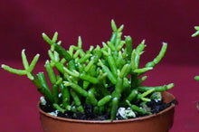 Load image into Gallery viewer, Rhipsalis Baccifera