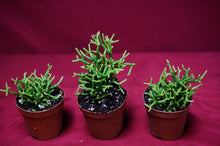 Load image into Gallery viewer, Rhipsalis Baccifera