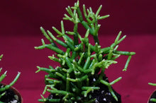 Load image into Gallery viewer, Rhipsalis Baccifera