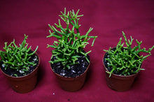 Load image into Gallery viewer, Rhipsalis Baccifera