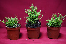 Load image into Gallery viewer, Rhipsalis Baccifera