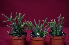 Load image into Gallery viewer, Rhipsalis Pilocarpa