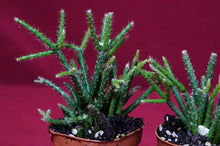 Load image into Gallery viewer, Rhipsalis Pilocarpa