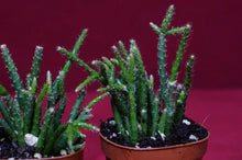 Load image into Gallery viewer, Rhipsalis Pilocarpa