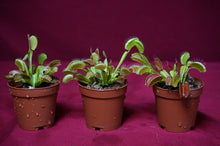 Load image into Gallery viewer, Venus Flytrap
