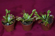 Load image into Gallery viewer, Venus Flytrap