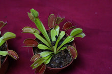 Load image into Gallery viewer, Venus Flytrap