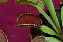 Load image into Gallery viewer, Venus Flytrap