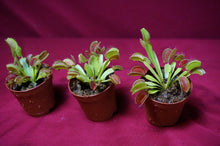 Load image into Gallery viewer, Venus Flytrap