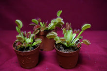 Load image into Gallery viewer, Venus Flytrap