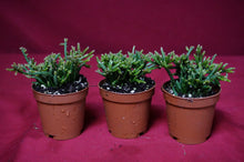 Load image into Gallery viewer, Rhipsalis Capilliformis