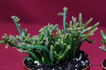 Load image into Gallery viewer, Rhipsalis Capilliformis