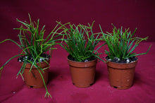 Load image into Gallery viewer, Rhipsalis Clavata