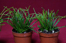 Load image into Gallery viewer, Rhipsalis Clavata