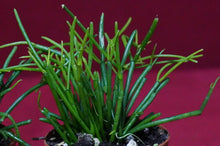 Load image into Gallery viewer, Rhipsalis Clavata