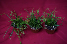 Load image into Gallery viewer, Rhipsalis Clavata