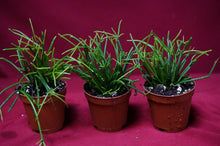 Load image into Gallery viewer, Rhipsalis Clavata