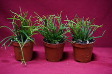 Load image into Gallery viewer, Rhipsalis Clavata