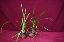 Load image into Gallery viewer, Billbergia 'Teng Ee'