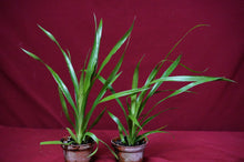 Load image into Gallery viewer, Billbergia Casa Blanca