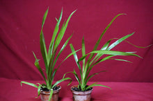 Load image into Gallery viewer, Billbergia Casa Blanca