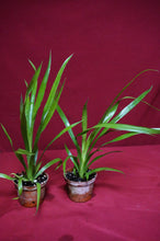 Load image into Gallery viewer, Billbergia Casa Blanca