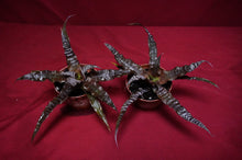 Load image into Gallery viewer, Cryptanthus Absolute Zero