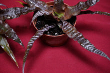 Load image into Gallery viewer, Cryptanthus Absolute Zero