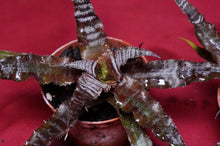 Load image into Gallery viewer, Cryptanthus Absolute Zero