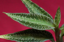 Load image into Gallery viewer, Goodyera Malipoensis