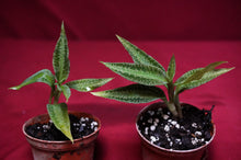 Load image into Gallery viewer, Goodyera Malipoensis