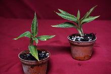 Load image into Gallery viewer, Goodyera Malipoensis