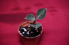 Load image into Gallery viewer, Anoectochilus Lowii